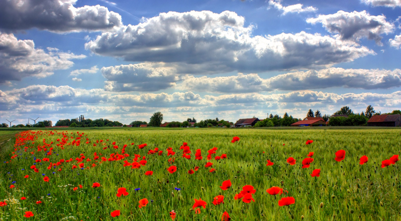 flowers field scenery picture blooming floras cloudy sky