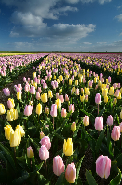 flowers fields in holland 
