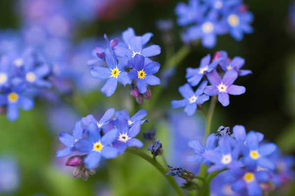 flowers forget me not blue