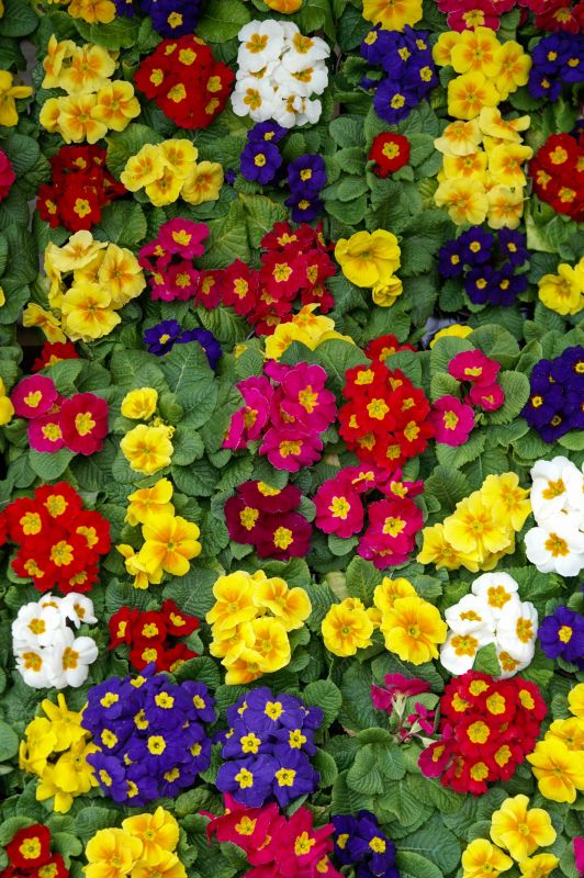 flowers garden backdrop picture pansy flowers blossom scene 