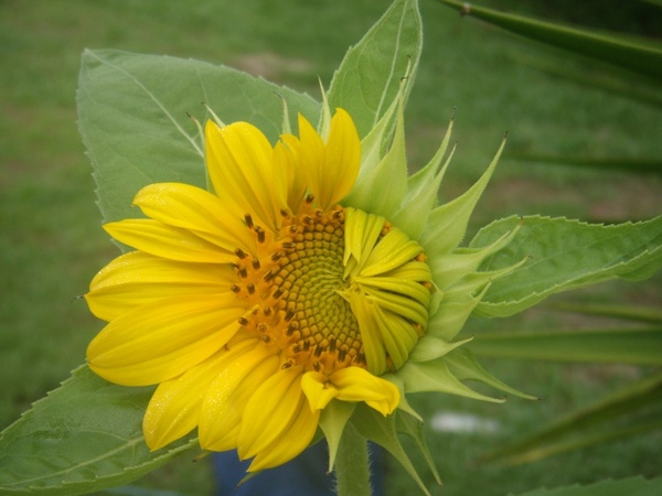 flowers growth sunflowers