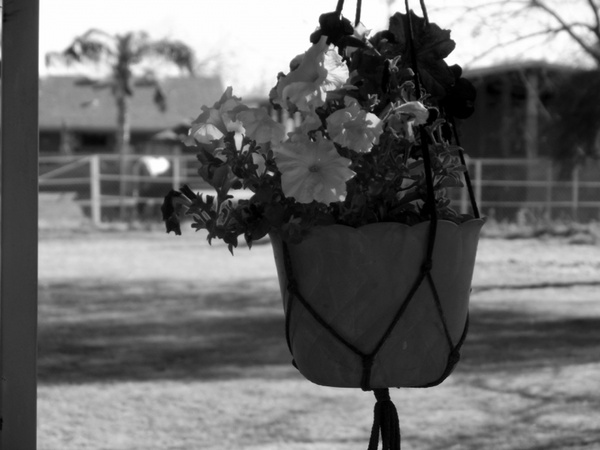 flowers in hanging pot
