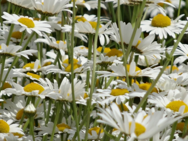 flowers margarithen meadow 