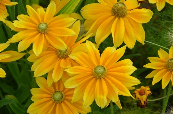 flowers meadow yellow