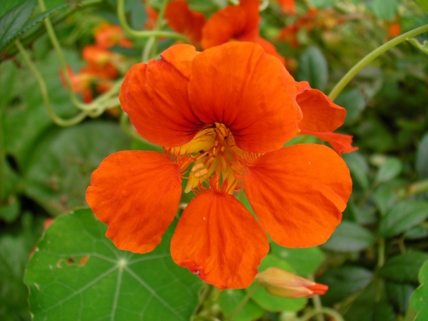 flowers nasturtiums orange