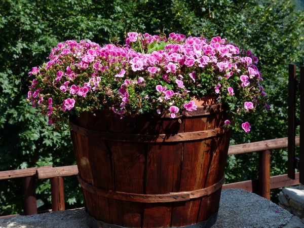 flowers pink container plant