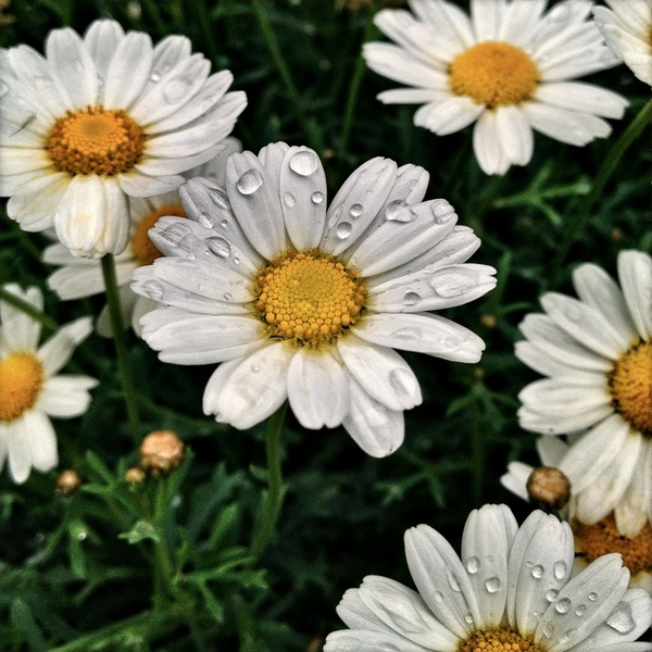 Flowers plant daisy Free stock photos in JPEG (.jpg) 2428x2428 format ...