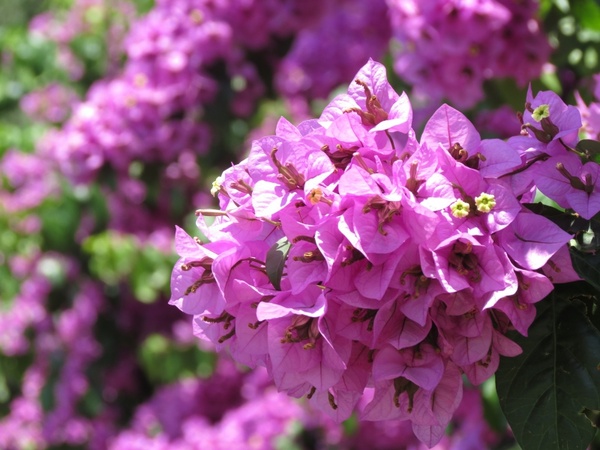 flowers purple shrub's flowers