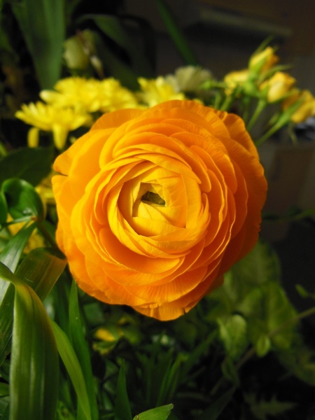flowers ranunculus orange ranunculus