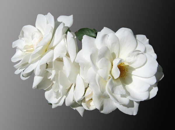 flowers roses white