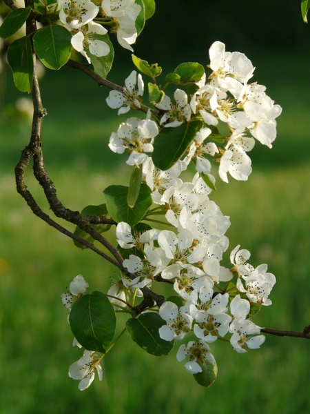 flowers white pear