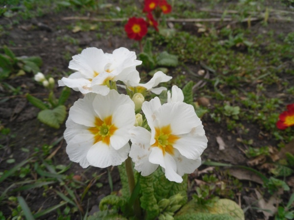 flowers white primula