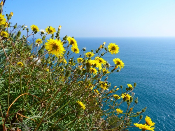 flowers yellow sea