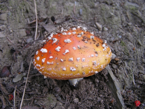 fly agaric mushroom autumn