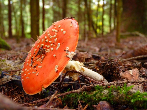fly agaric pil red