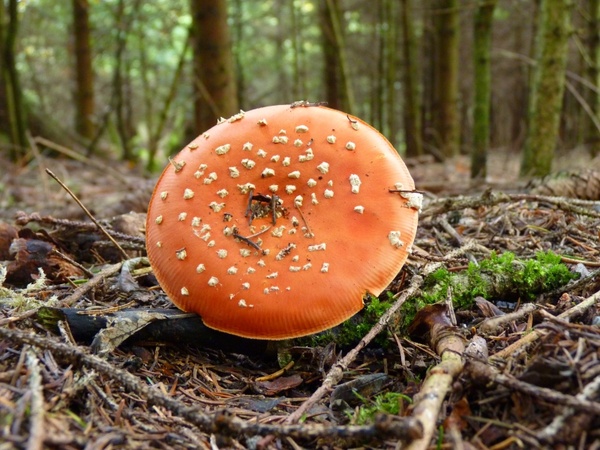 fly agaric pil red