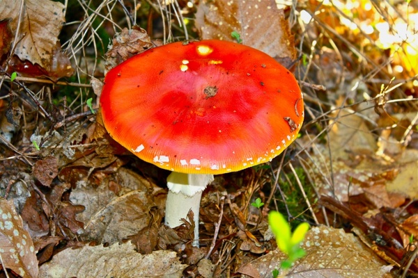fly agaric toadstool fungus