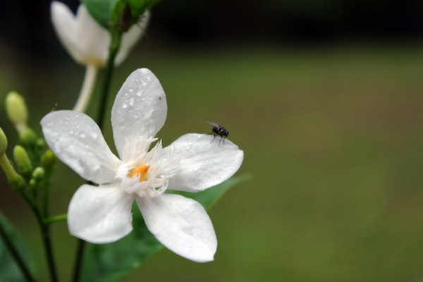 fly in the flower