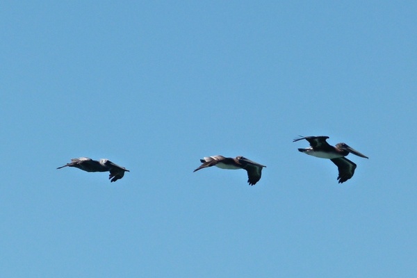 flying pelicans birds water