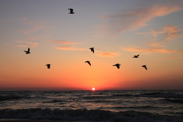 flying sea seagulls