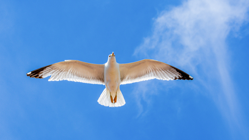 flying seafull picture elegant dynamic realistic