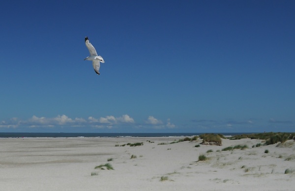 flying seagull at schiermonnikoog beach 