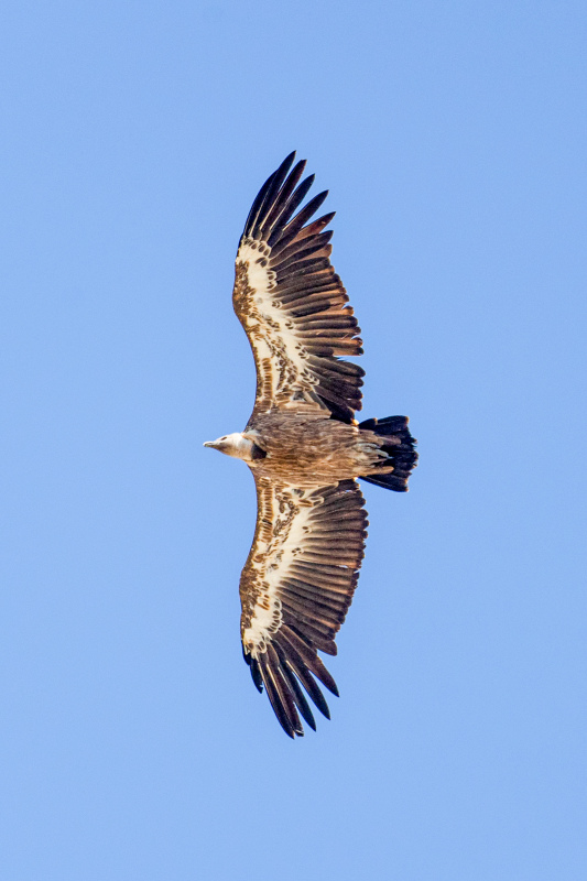 flying vulture picture dynamic elegance