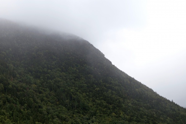 fog mountain trees 