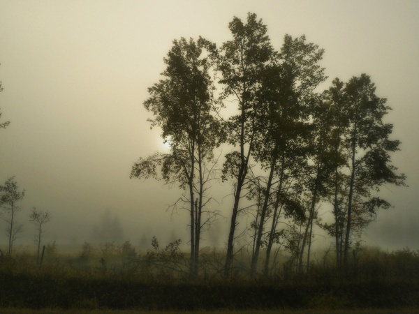 foggy morning tree