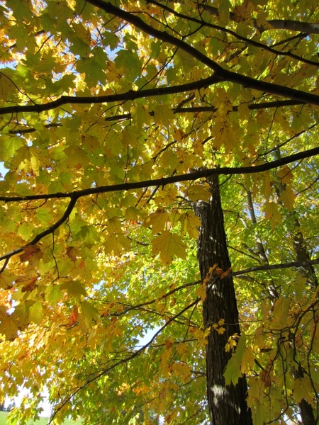 foliage autumn leaves trees