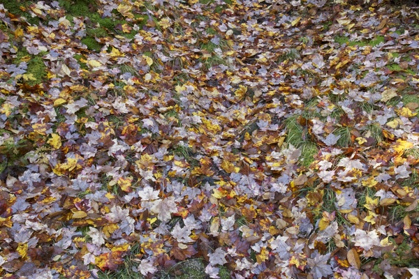 foliage fall autumn leaves
