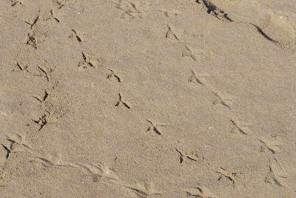 footmark on the sand