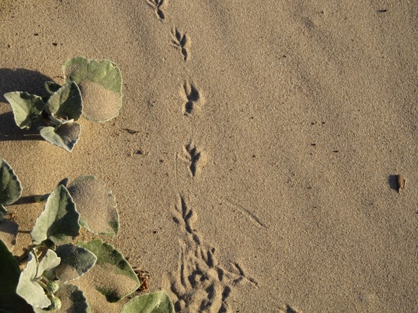 footprint bird sand