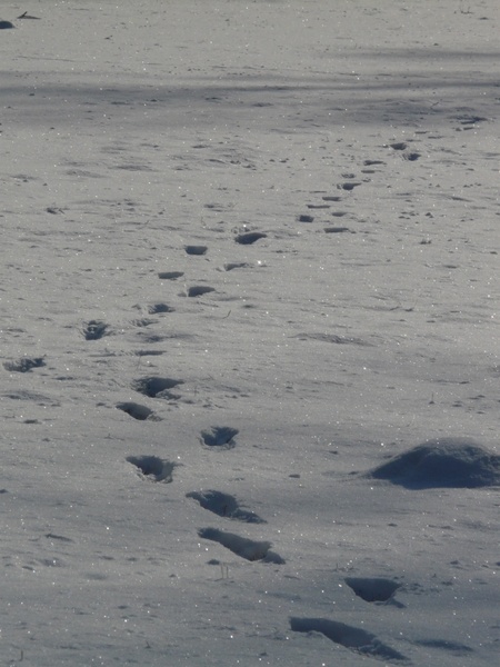 footprint molehill wintry