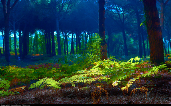 forest 