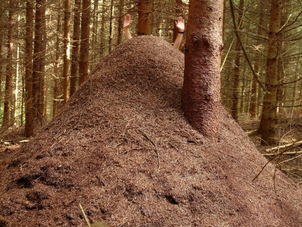 forest ant hill huge hill wood ants