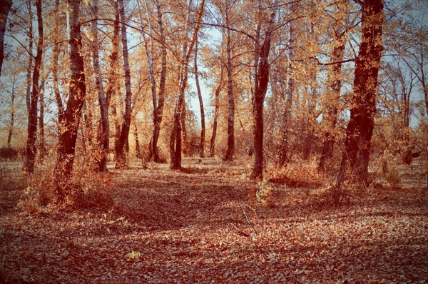 forest autumn