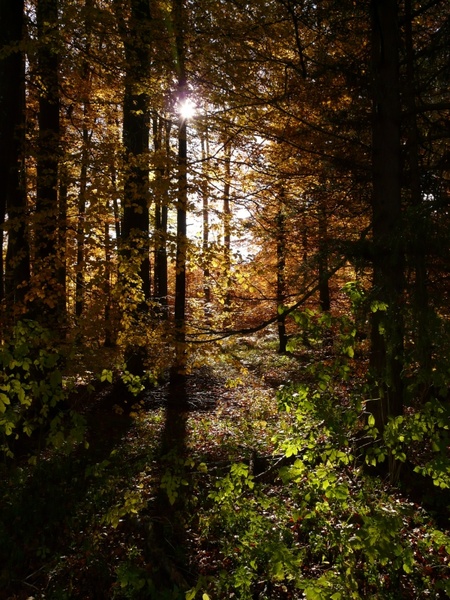 forest back light autumn