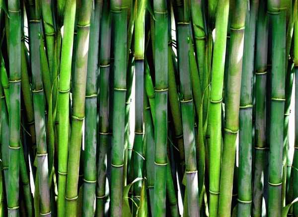 forest bamboo geen