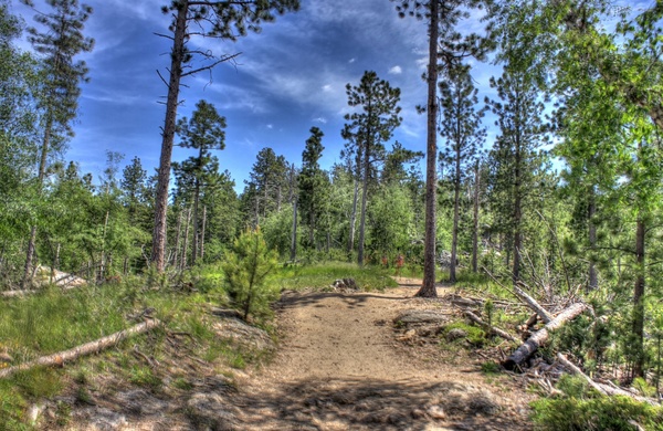 forest corridor in custer state park south dakota 