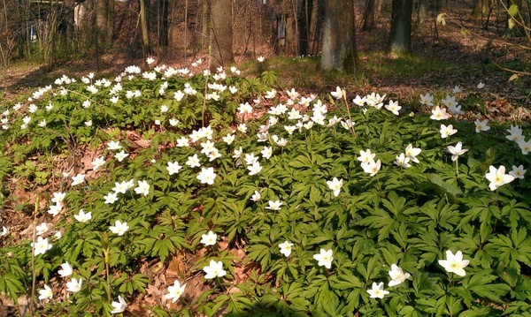 forest flowers germany