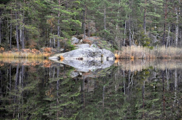forest lake mirroring 