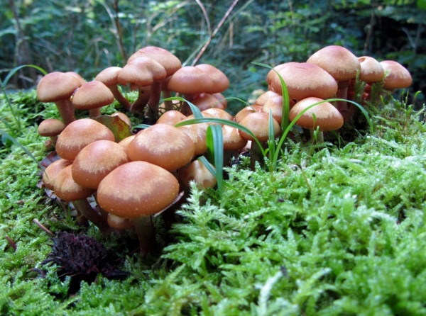 forest mushrooms green