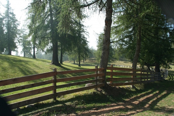 forest pasture fence 
