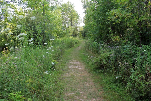forest path at fischer creek wisconsin