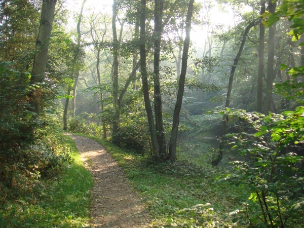 forest path denmark