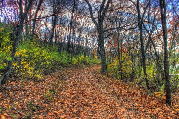 forest path in southern wisconsin