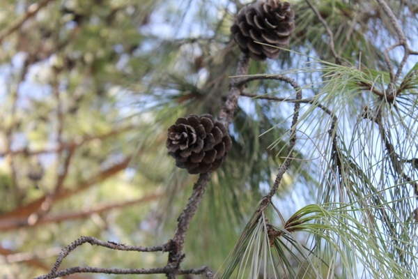forest pine cone