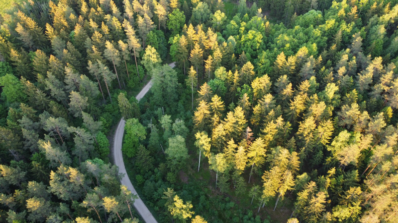 forest scenery picture curvy road high view elegance 