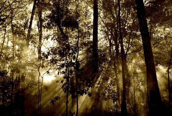 forest sun rays